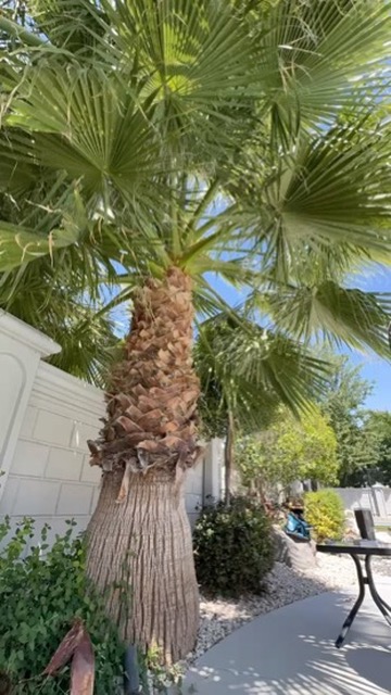 Clean shaved palm tree against blue sky