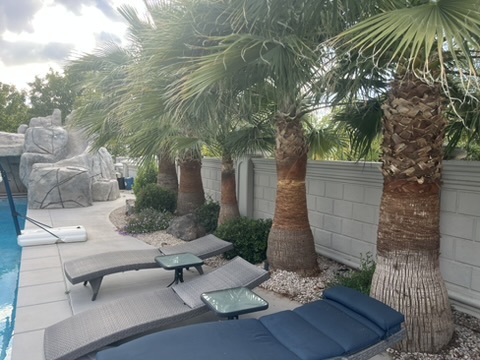Row of professionally shaved palm trees