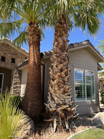 Palm trees before trimming service