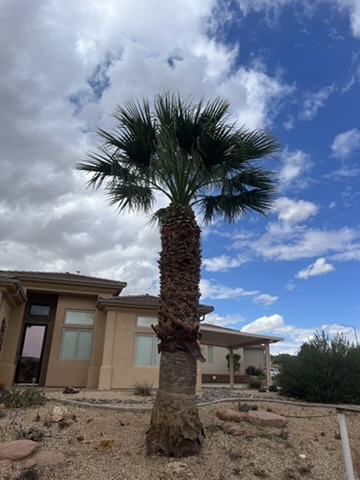 Well-maintained palm tree against dramatic sky