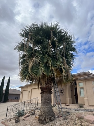 Overgrown palm tree with ladder before Red Rock Palms service